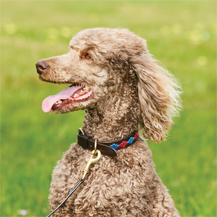 2023 Weatherbeeta Polo Leather Dog Collar 10016990 - Beaufort Brown / Pink / Blue